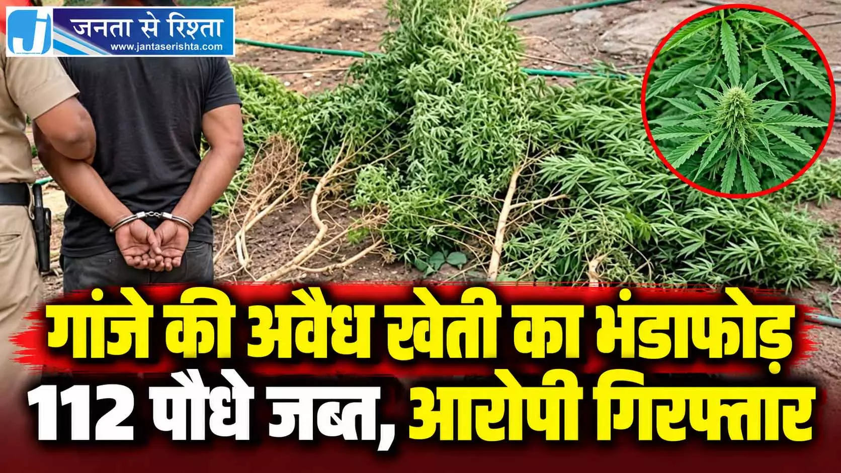 गांजे की अवैध खेती का भंडाफोड़, 112 पौधे जब्त, आरोपी गिरफ्तार गांजे की अवैध खेती का भंडाफोड़, 112 पौधे जब्त, आरोपी गिरफ्तार