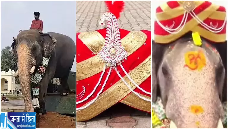 मैसूर दशहरा की तैयारियां तेज, वरिष्ठ हाथी अभिमन्यु की पैलेस में वापसी से बढ़ा उत्साह मैसूर दशहरा की तैयारियां तेज, वरिष्ठ हाथी अभिमन्यु की पैलेस में वापसी से बढ़ा उत्साह