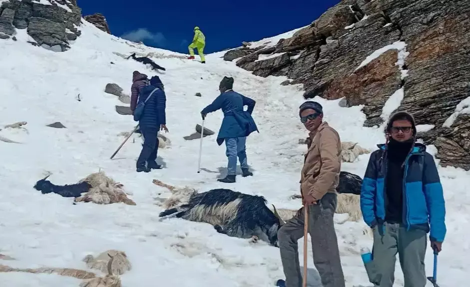 बर्फीले तूफान के बीच चरवाहों को सुरक्षित निकाला बर्फीले तूफान के बीच चरवाहों को सुरक्षित निकाला