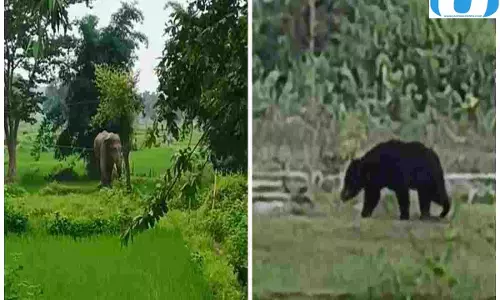 100 से ज्यादा भालू और जंगल में घूमता हाथी, शहडोल में वन विभाग अलर्ट