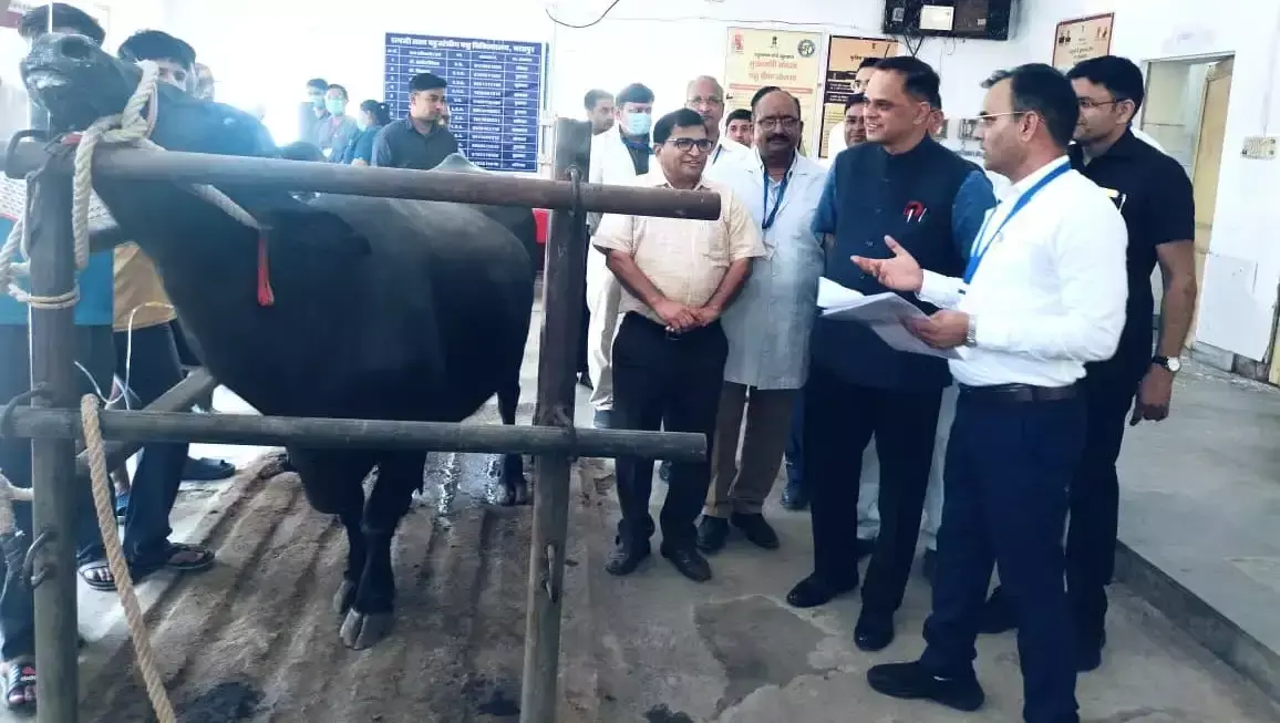 भरतपुर पॉलीक्लिनिक में लम्पी इलाज की प्रक्रिया का निरीक्षण भरतपुर पॉलीक्लिनिक में लम्पी इलाज की प्रक्रिया का निरीक्षण