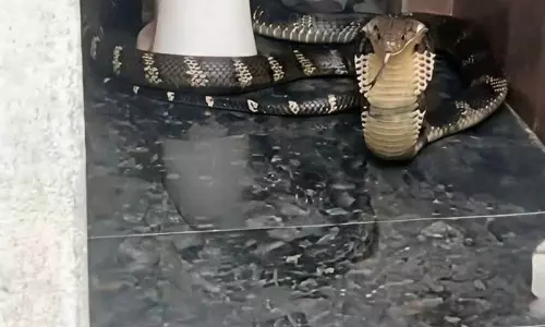 हिमाचल में 9 फुट लंबे किंग कोबरा से मचा हड़कंप हिमाचल में 9 फुट लंबे किंग कोबरा से मचा हड़कंप