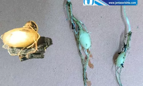 हिमाचल में तरड़ी की कमर्शियल खेती पर वैज्ञानिकों का फोकस हिमाचल में तरड़ी की कमर्शियल खेती पर वैज्ञानिकों का फोकस