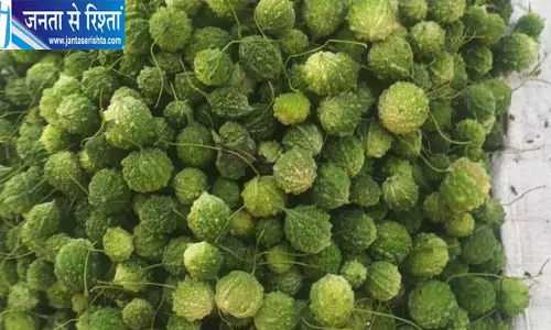 चंबल के बीहड़ों में उगता है सेहत का खजाना, वन करेला बना ग्रामीण रसोई की खास पहचान चंबल के बीहड़ों में उगता है सेहत का खजाना, वन करेला बना ग्रामीण रसोई की खास पहचान