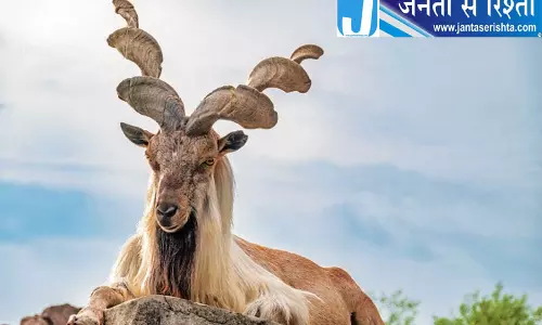 काजीनाग राष्ट्रीय उद्यान में मार्खोर की संख्या बढ़कर 227 हुई