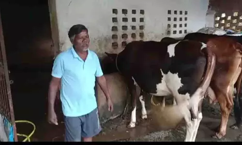 सेवा की कहानी: एक गाय से शुरू हुआ सफर, आज 10 पशुओं का समृद्ध पशुधन