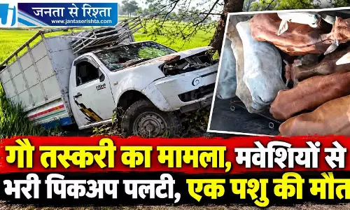 गौ तस्करी का मामला, मवेशियों से भरी पिकअप पलटी, एक पशु की मौत