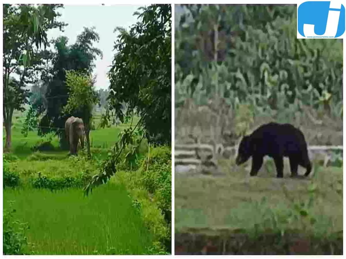 100 से ज्यादा भालू और जंगल में घूमता हाथी, शहडोल में वन विभाग अलर्ट 100 से ज्यादा भालू और जंगल में घूमता हाथी, शहडोल में वन विभाग अलर्ट