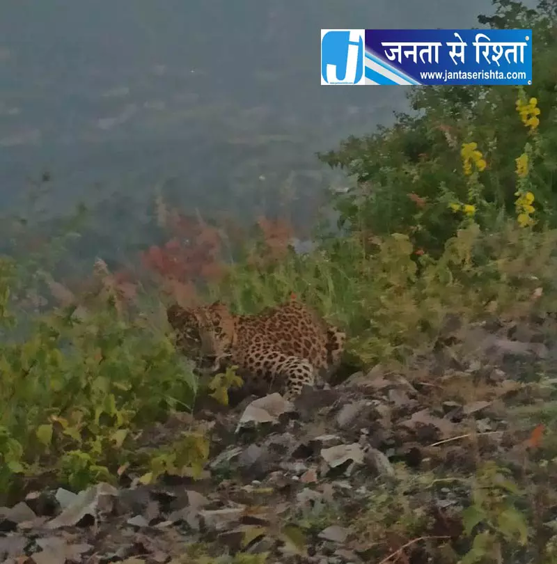 तेंदुए की मौजूदगी से मिहानी गांव में सतर्कता बढ़ी तेंदुए की मौजूदगी से मिहानी गांव में सतर्कता बढ़ी