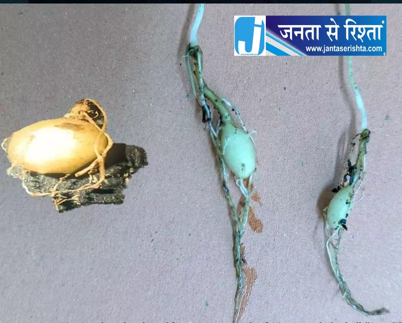 हिमाचल में तरड़ी की कमर्शियल खेती पर वैज्ञानिकों का फोकस हिमाचल में तरड़ी की कमर्शियल खेती पर वैज्ञानिकों का फोकस