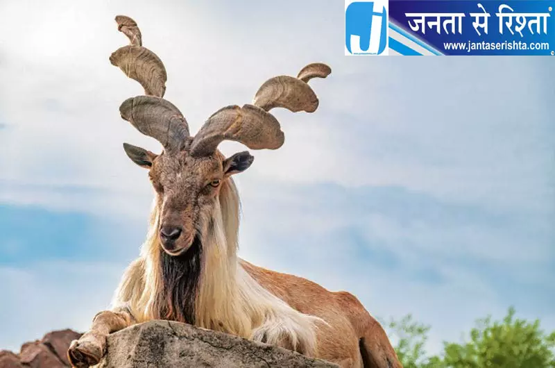 काजीनाग राष्ट्रीय उद्यान में मार्खोर की संख्या बढ़कर 227 हुई काजीनाग राष्ट्रीय उद्यान में मार्खोर की संख्या बढ़कर 227 हुई