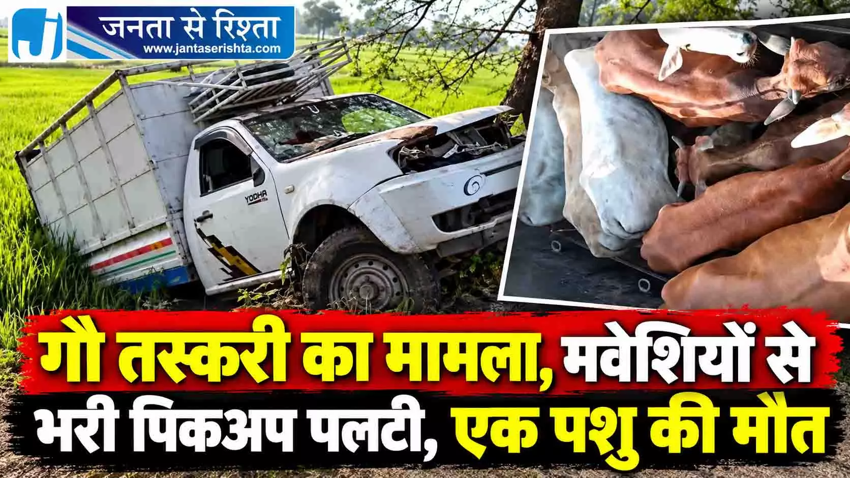 गौ तस्करी का मामला, मवेशियों से भरी पिकअप पलटी, एक पशु की मौत गौ तस्करी का मामला, मवेशियों से भरी पिकअप पलटी, एक पशु की मौत