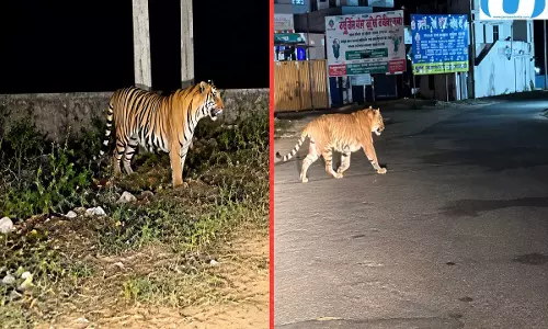 रात में सड़क पार करता दिखा टाइगर, वाहन रोककर खड़े हुए लोग