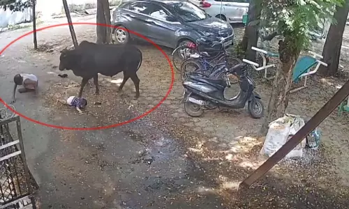 रायपुर LIVE वीडियो: आवारा सांड का आतंक, गोद में बच्चे को लिए बुजुर्ग पर किया हमला