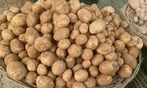आलू किसानों को भंडारण पर मिलेगा 100 रुपये प्रति क्विंटल अनुदान आलू किसानों को भंडारण पर मिलेगा 100 रुपये प्रति क्विंटल अनुदान