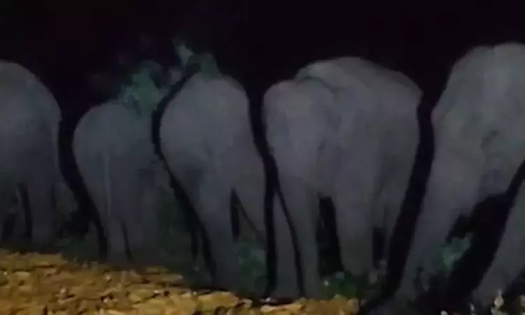 पार्वतीपुरम मान्यम: 8 हाथियों के झुंड ने मक्के की फसल को नुकसान पहुंचाया