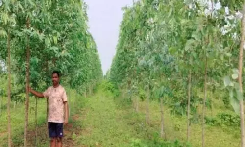 जिले के 841 हितग्राहियों ने 2148.89 एकड़ में लगाए 9 लाख 39 हजार से अधिक पौधे