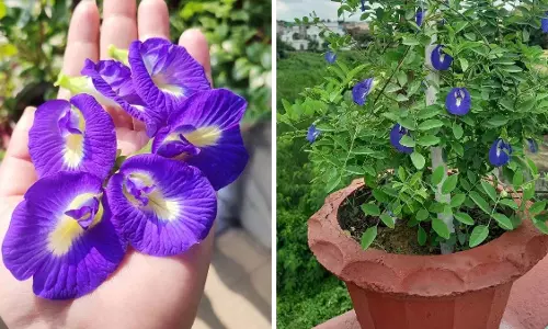 बालकनी में खिलेंगे अपराजिता के फूल, ऐसे लगाएं कटिंग बालकनी में खिलेंगे अपराजिता के फूल, ऐसे लगाएं कटिंग