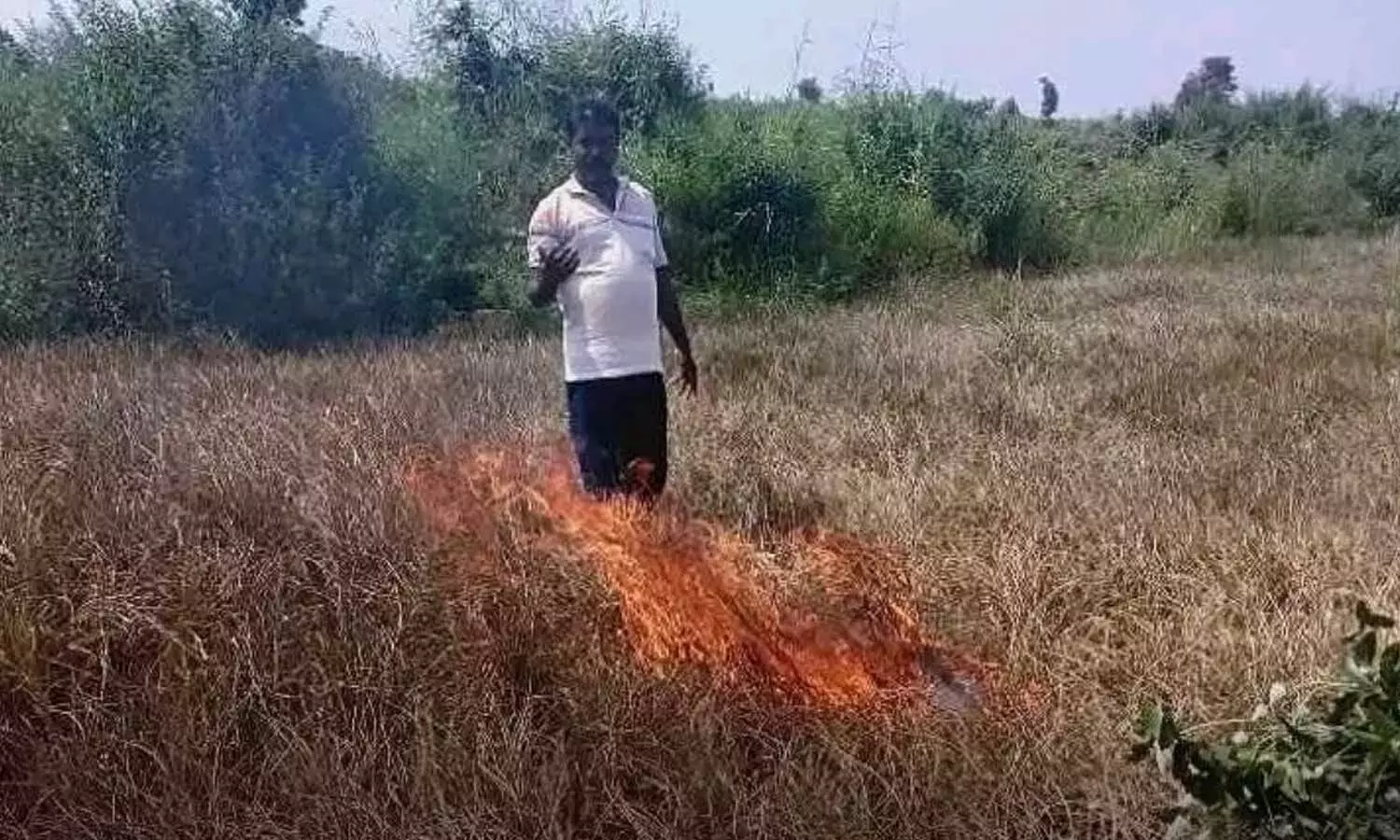 Telangana: सूखती फसल से परेशान किसान ने धान के खेत में लगाई आग Telangana: सूखती फसल से परेशान किसान ने धान के खेत में लगाई आग