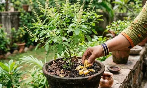 तुलसी के पौधे में आलू गाड़ रहे लोग आखिर क्या है वजह तुलसी के पौधे में आलू गाड़ रहे लोग आखिर क्या है वजह