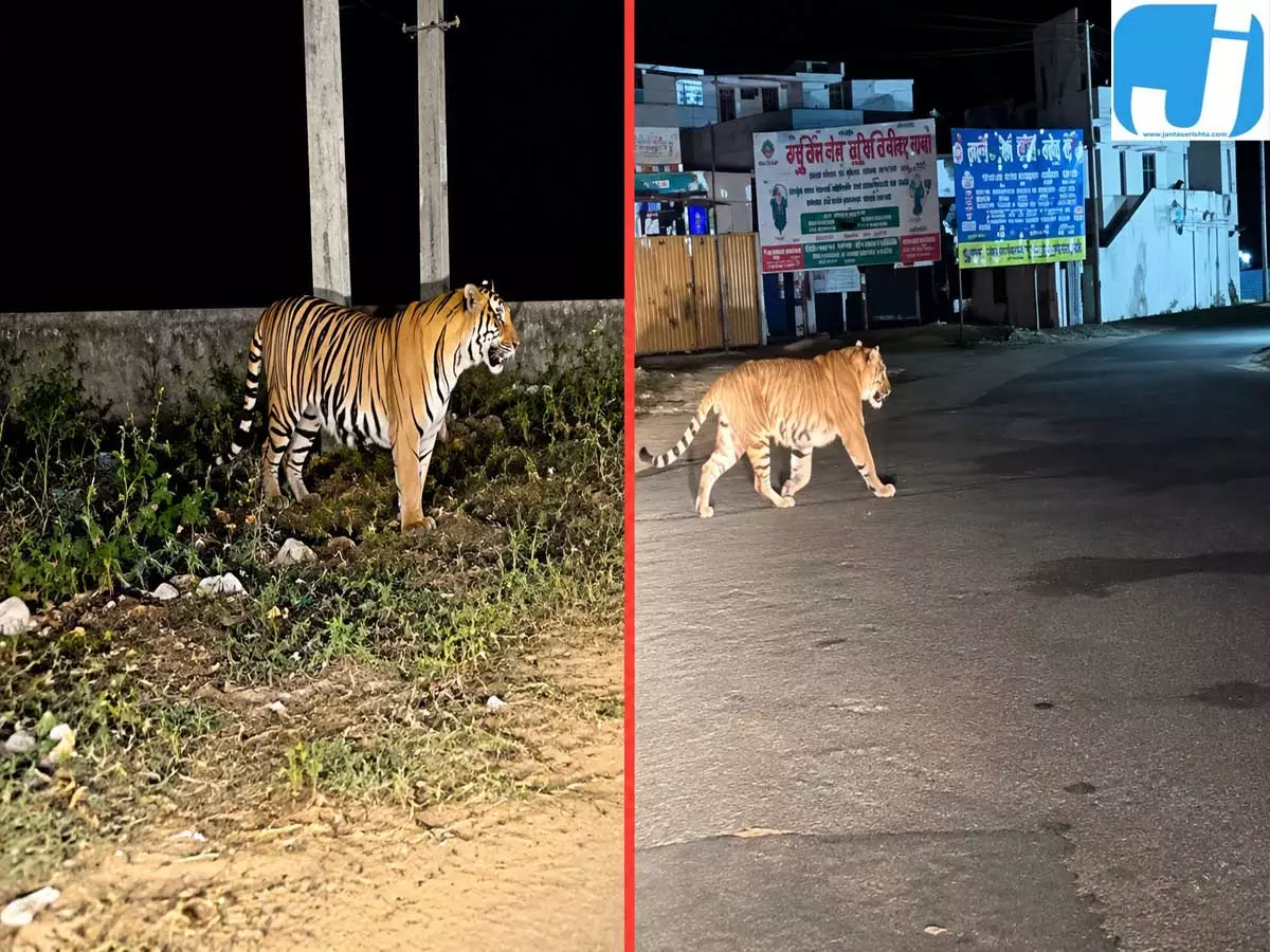 रात में सड़क पार करता दिखा टाइगर, वाहन रोककर खड़े हुए लोग रात में सड़क पार करता दिखा टाइगर, वाहन रोककर खड़े हुए लोग