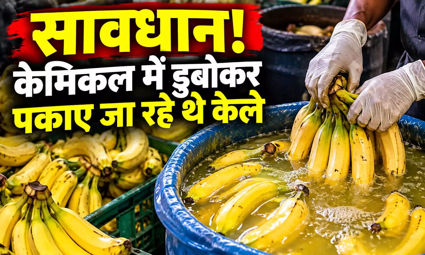 सावधान! केमिकल में डुबोकर पकाए जा रहे थे केले, 1394 KG जब्त सावधान! केमिकल में डुबोकर पकाए जा रहे थे केले, 1394 KG जब्त