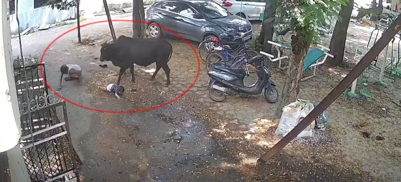 रायपुर LIVE वीडियो: आवारा सांड का आतंक, गोद में बच्चे को लिए बुजुर्ग पर किया हमला रायपुर LIVE वीडियो: आवारा सांड का आतंक, गोद में बच्चे को लिए बुजुर्ग पर किया हमला