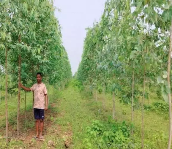 जिले के 841 हितग्राहियों ने 2148.89 एकड़ में लगाए 9 लाख 39 हजार से अधिक पौधे जिले के 841 हितग्राहियों ने 2148.89 एकड़ में लगाए 9 लाख 39 हजार से अधिक पौधे