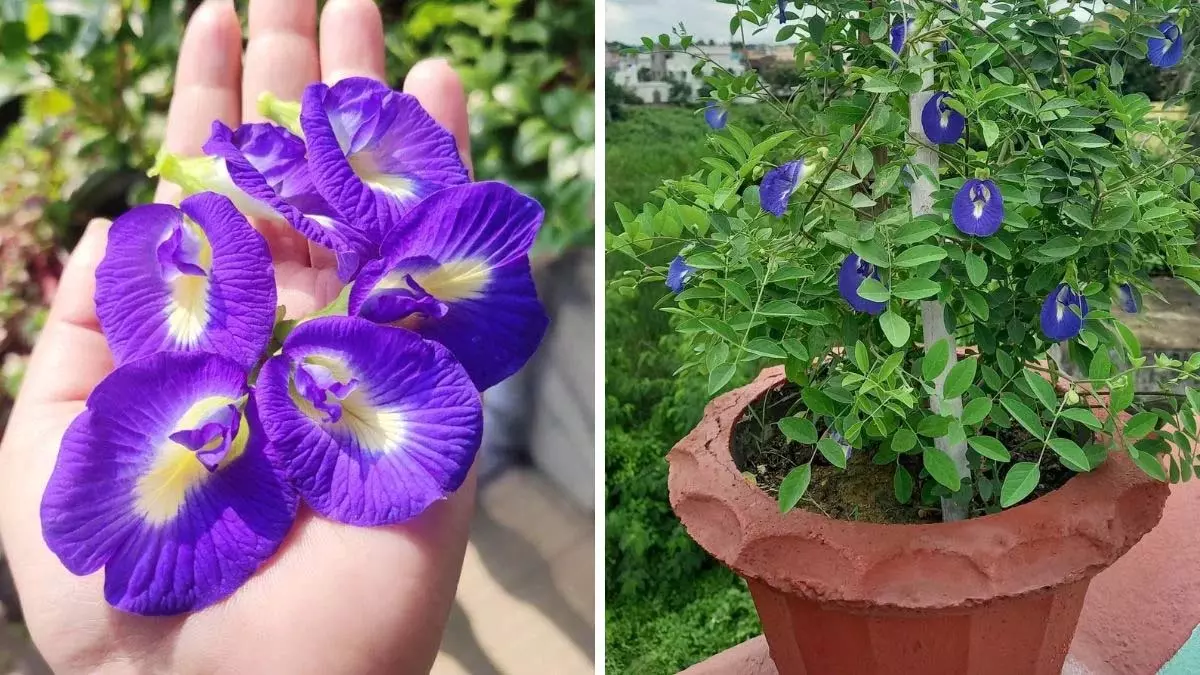 बालकनी में खिलेंगे अपराजिता के फूल, ऐसे लगाएं कटिंग बालकनी में खिलेंगे अपराजिता के फूल, ऐसे लगाएं कटिंग