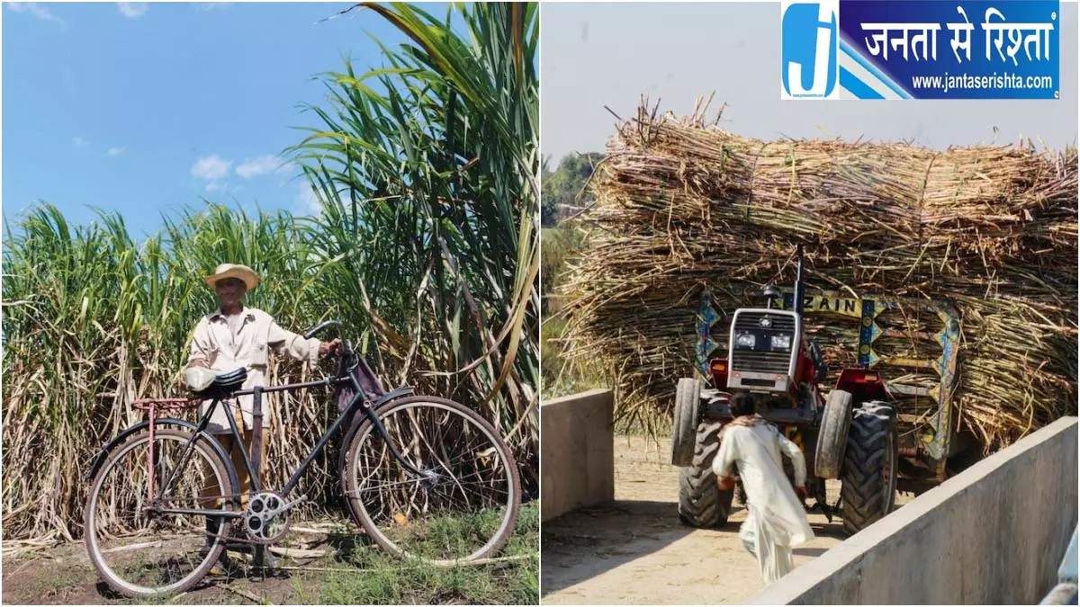 गन्ना किसानों को बड़ी सौगात, चार नई किस्में मंजूर गन्ना किसानों को बड़ी सौगात, चार नई किस्में मंजूर