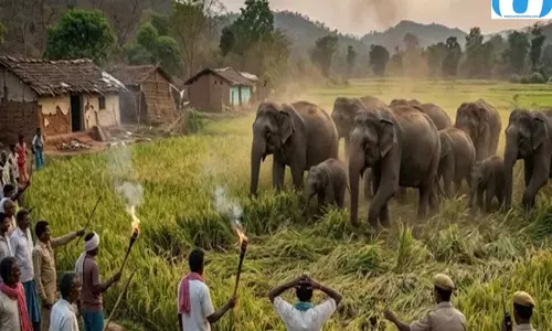 चार दिनों से जंगल में डटे हाथी, रात होते ही खेतों में मचा रहे उत्पात चार दिनों से जंगल में डटे हाथी, रात होते ही खेतों में मचा रहे उत्पात