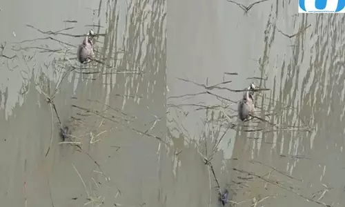 भागलपुर में दिल दहला देने वाला मामला, गंगा किनारे मिला नवजात का शव भागलपुर में दिल दहला देने वाला मामला, गंगा किनारे मिला नवजात का शव