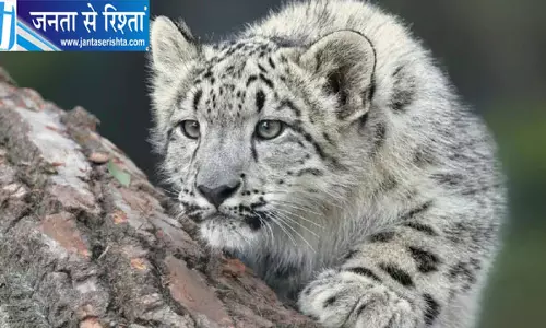 लद्दाख में शुरू हुई देश की पहली स्नो लेपर्ड सफारी, अब करीब से दिखेंगे हिम तेंदुए और दुर्लभ वन्यजीव