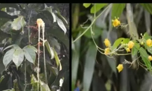 असम: अभ्यारण्य में मिली दुर्लभ जंगली खीरे की प्रजाति