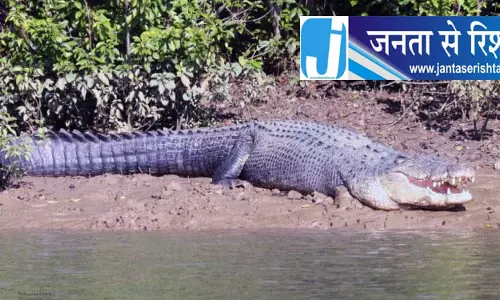 भितरकनिका में 14 फुट का विशाल मगरमच्छ मृत मिला