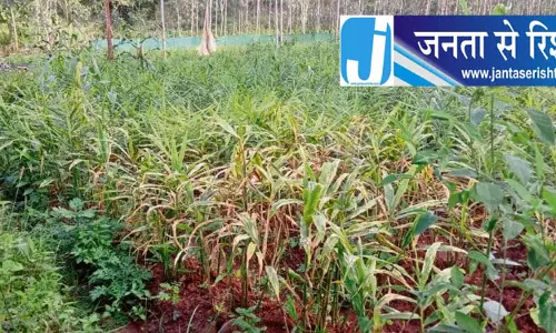 बालिमेला आरआई कार्यालय की छत से टपक रहा पानी बालिमेला आरआई कार्यालय की छत से टपक रहा पानी