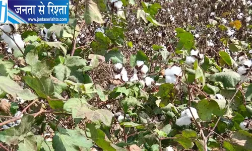 कपास उत्पादन में सिरसा ने मारी बाजी, हरियाणा में बना नंबर वन जिला, 3.61 लाख एकड़ में खेती कपास उत्पादन में सिरसा ने मारी बाजी, हरियाणा में बना नंबर वन जिला, 3.61 लाख एकड़ में खेती