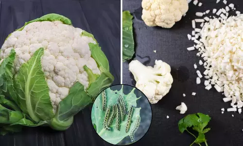 सरसों के तेल से गोभी के कीड़े निकलने का दावा, जानें हकीकत