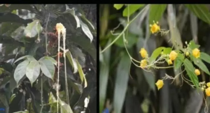 असम: अभ्यारण्य में मिली दुर्लभ जंगली खीरे की प्रजाति असम: अभ्यारण्य में मिली दुर्लभ जंगली खीरे की प्रजाति