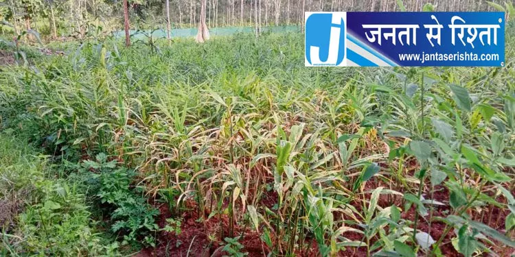 बालिमेला आरआई कार्यालय की छत से टपक रहा पानी बालिमेला आरआई कार्यालय की छत से टपक रहा पानी