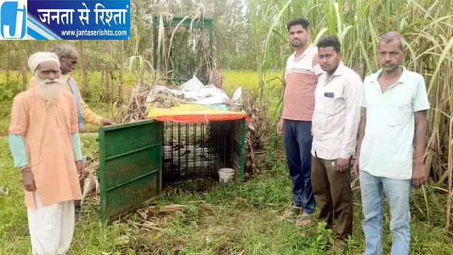 तेंदुए को पकड़ने के लिए लगाया पिंजरा, चोर बकरी ही ले उड़े तेंदुए को पकड़ने के लिए लगाया पिंजरा, चोर बकरी ही ले उड़े