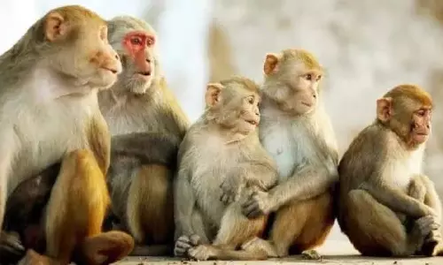 बंदरों के आतंक से परेशान लोग, प्रशिक्षण केंद्र खोलने की मांग बंदरों के आतंक से परेशान लोग, प्रशिक्षण केंद्र खोलने की मांग