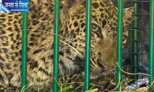 गन्ने के खेत में लगे पिंजरे में फंसा तेंदुआ, बकरी का शिकार करने पहुंचा था