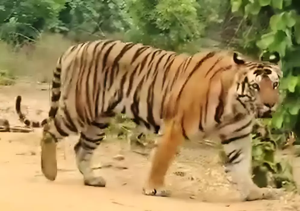 Andhra: जंगल से मैदानी इलाकों में पहुंचा बाघ Andhra: जंगल से मैदानी इलाकों में पहुंचा बाघ