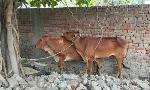 गोवंश की कथित तस्करी पर कार्रवाई, बठिंडी में प्रयास नाकाम