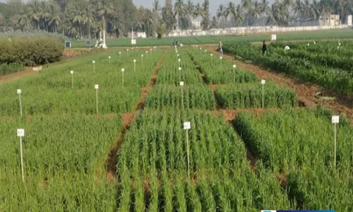 गुजरात में खेती को नई ताकत 50 करोड़ की योजना तैयार गुजरात में खेती को नई ताकत 50 करोड़ की योजना तैयार