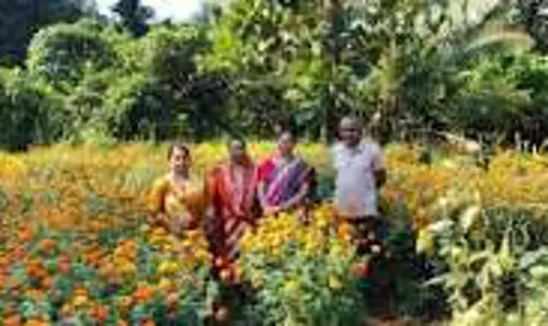 सातेरी केलबाई SHG ने की 30 किलो गेंदे के फूल की खेती सातेरी केलबाई SHG ने की 30 किलो गेंदे के फूल की खेती