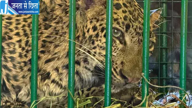 गन्ने के खेत में लगे पिंजरे में फंसा तेंदुआ, बकरी का शिकार करने पहुंचा था गन्ने के खेत में लगे पिंजरे में फंसा तेंदुआ, बकरी का शिकार करने पहुंचा था