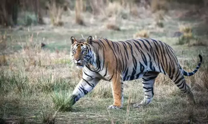पूर्वी गोदावरी: बाघ को कृषि क्षेत्रों में घूमते देखा गया, निवासियों को सतर्क किया गया पूर्वी गोदावरी: बाघ को कृषि क्षेत्रों में घूमते देखा गया, निवासियों को सतर्क किया गया
