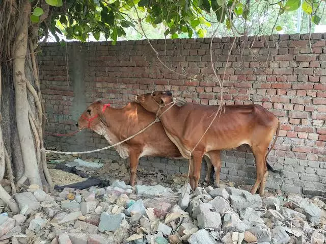 गोवंश की कथित तस्करी पर कार्रवाई, बठिंडी में प्रयास नाकाम गोवंश की कथित तस्करी पर कार्रवाई, बठिंडी में प्रयास नाकाम
